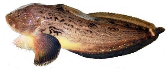 한화손보, 온라인손보사 예비 인가...업계 메기될까?