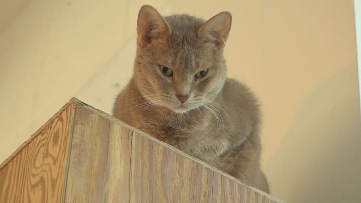 'TV 동물농장'에서는 경기도 고양이 카페의 고양이 '치오'를 찾는다. / 사진=SBS