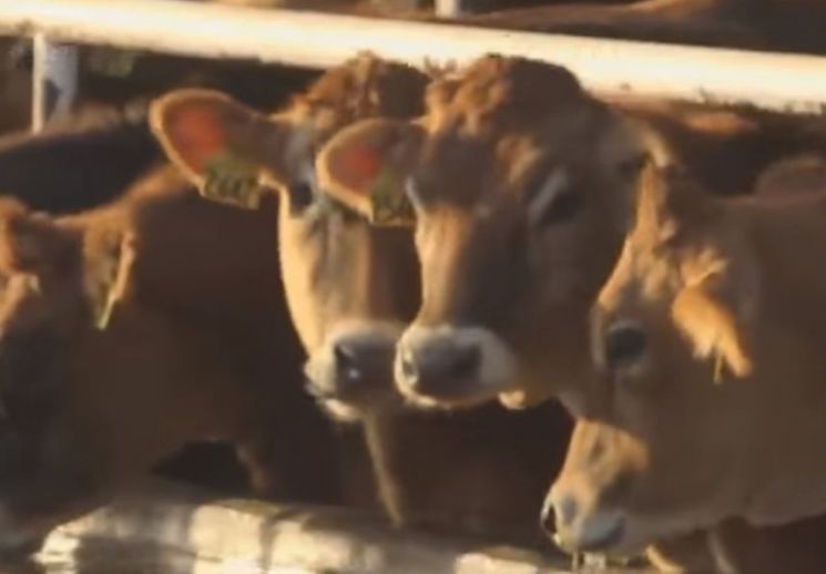 일본, 16년 만에 미국산 쇠고기 수입 제한 해제