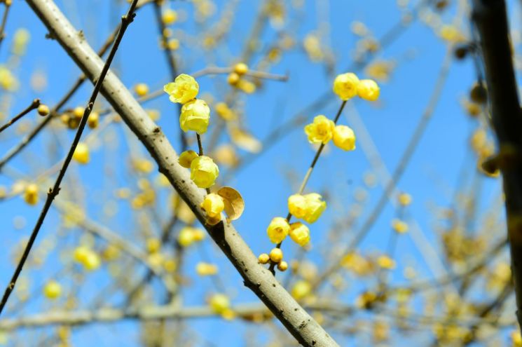 [포토] 섣달에 피는 매화 ‘황설리화’ 꽃망울 터트려…봄 재촉