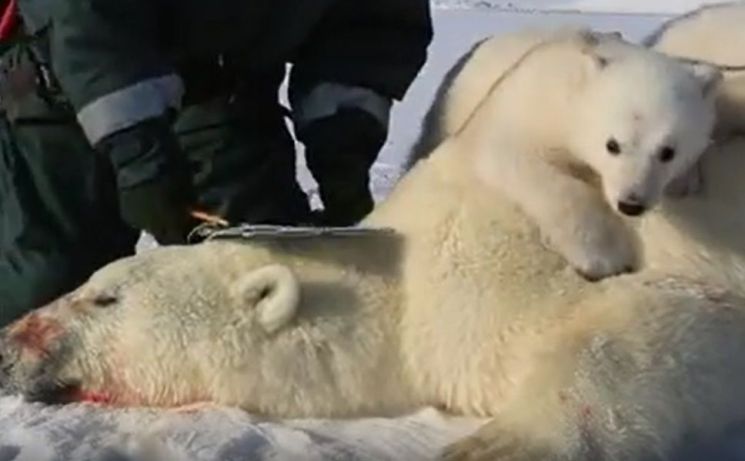 러시아 '북극곰' 집단 남하에 비상...지구온난화로 만성적 기아 시달려