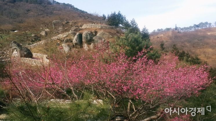 [포토] 광양 섬진강 매화마을, 다가오는 봄기운에 매화 꽃망울 터트려