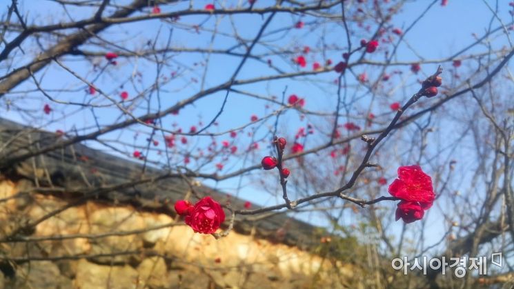 [포토] 광양 섬진강 매화마을, 다가오는 봄기운에 매화 꽃망울 터트려