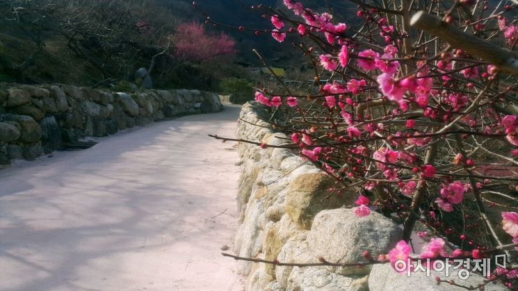 [포토] 광양 섬진강 매화마을, 다가오는 봄기운에 매화 꽃망울 터트려