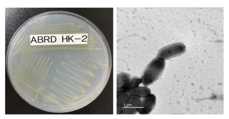 프탈레이트 분해활성이 우수한 미생물 '노보스핑고비움 플루비(ABRDHK-2)' 사진(왼쪽: 확대 전, 오른쪽: 확대 후)