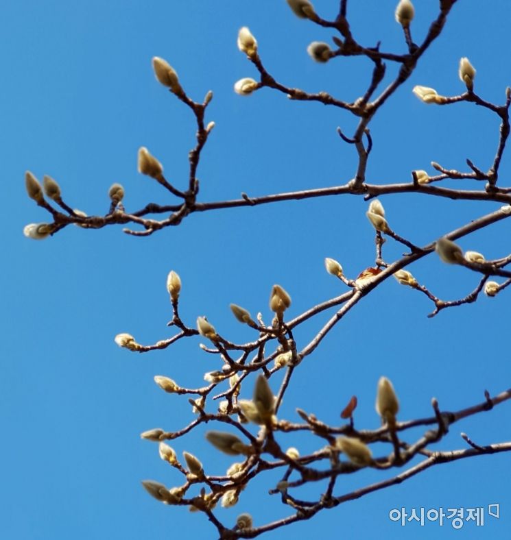 [포토] 어느새 봄의 전령 '성큼'