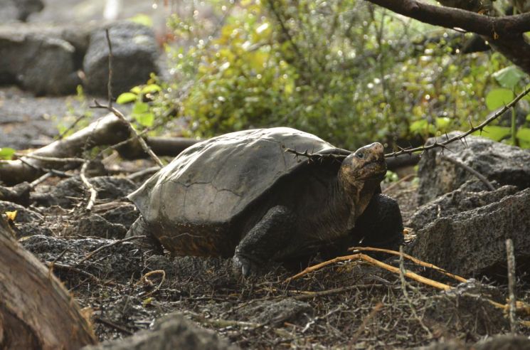 거북은 최대 400년 이상을 산다고 합니다. 거북이 장수하는 비결은 무엇일까요? 사진은 에콰도르 갈라파고스 군도에 서식하는 거북의 모습. [사진=AP/연합뉴스]