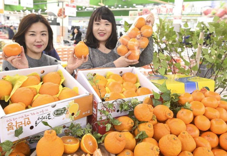 농협유통, 하나로마트 양재점서 한라봉·천혜향 골라담기 행사