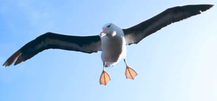 알바트로스의 효율적인 비행의 비밀은 다른 새들보다 긴 날개와 바람계단을 타는 감각에 있습니다. [사진=유튜브 화면캡처]