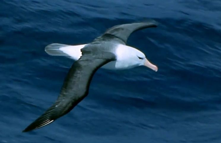 [과학을읽다]알바트로스 비행의 비밀