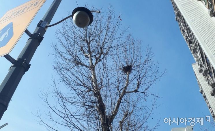 24일 서울의 한 아파트 단지에서 가로수 가지치기 작업이 이어지고 있는 가운데, 가로수에 둥지를 튼 새들이 위태롭게 앉아있다. 사진=한승곤 기자 hsg@asiaae.co.kr