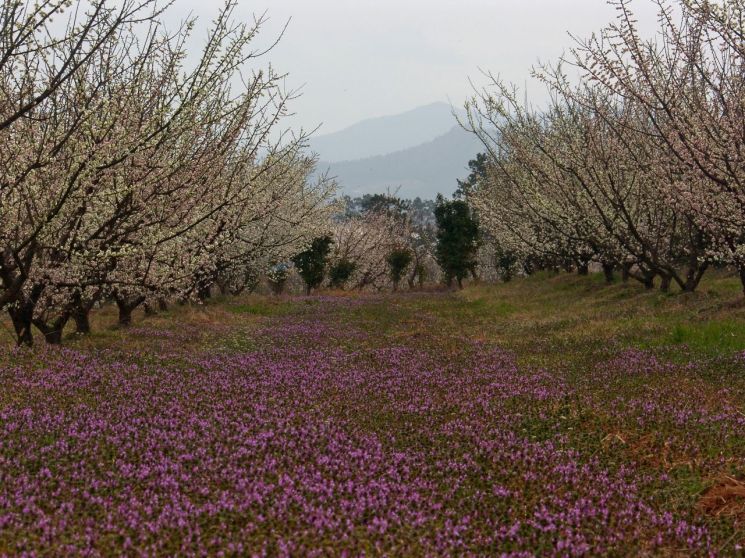 ‘봄꽃 여행’ 두근두근 설레는 남도에서 즐기세요