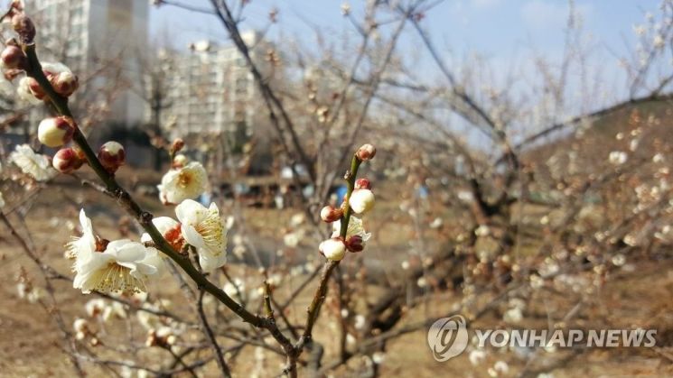 따뜻한 날씨에 피어난 매화나무 꽃 = 사진 / 연합뉴스