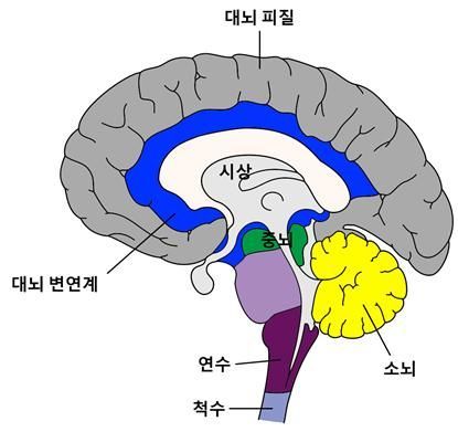 뇌의 모양. 뇌의 시상면에서의 단면으로, 대뇌의 바깥쪽이 대뇌피질이다.