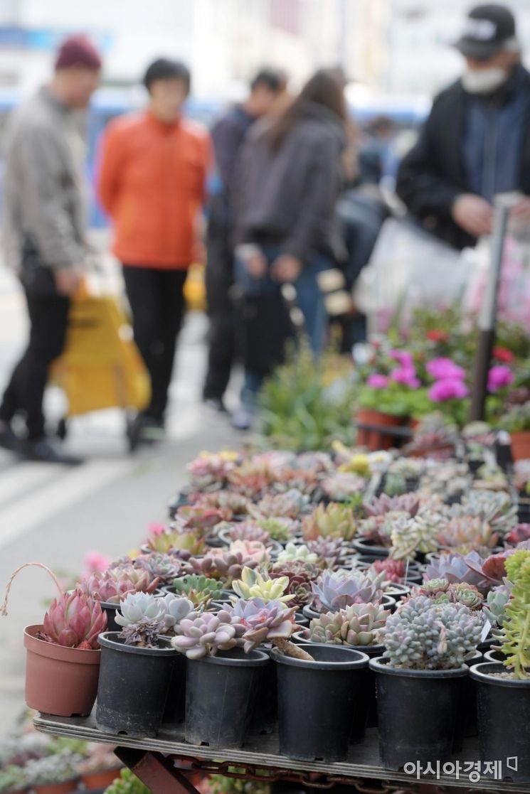 [포토]포근한 날씨, 종로꽃시장 찾는 시민들