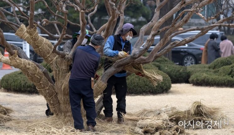 국회 경내 관리원들이 나무들의 겨울옷을 벗기고 있다./윤동주 기자 doso7@