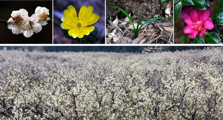 [조용준의 여행만리]봄비 머금은 봄꽃…방울방울 봄이 맺혔다
