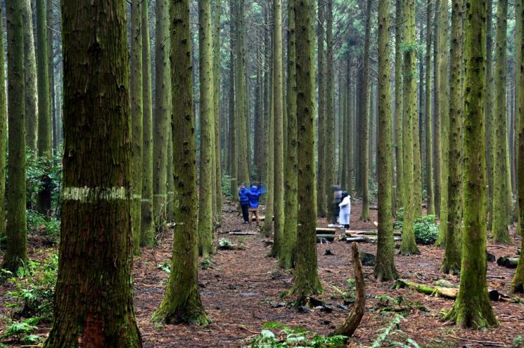 [조용준의 여행만리]봄비 머금은 봄꽃…방울방울 봄이 맺혔다