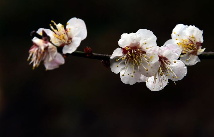 [조용준의 여행만리]봄비 머금은 봄꽃…방울방울 봄이 맺혔다