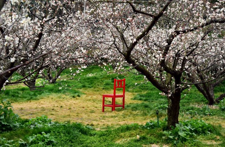 [조용준의 여행만리]봄비 머금은 봄꽃…방울방울 봄이 맺혔다
