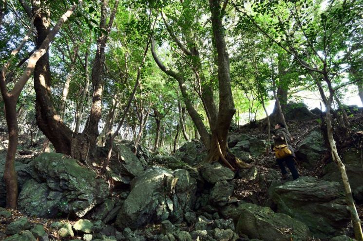 [조용준의 여행만리]봄비 머금은 봄꽃…방울방울 봄이 맺혔다