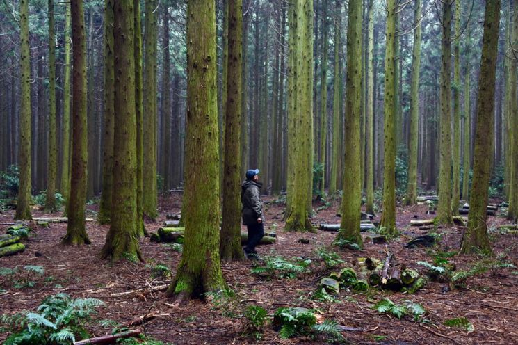[조용준의 여행만리]봄비 머금은 봄꽃…방울방울 봄이 맺혔다