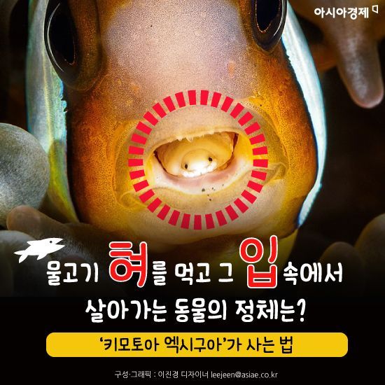 [카드뉴스]물고기 혀를 먹고 그 입 속에서 살아가는 동물의 정체는?