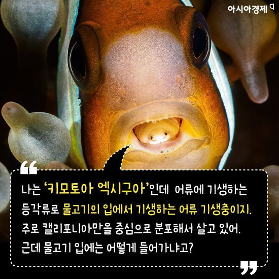 [카드뉴스]물고기 혀를 먹고 그 입 속에서 살아가는 동물의 정체는?