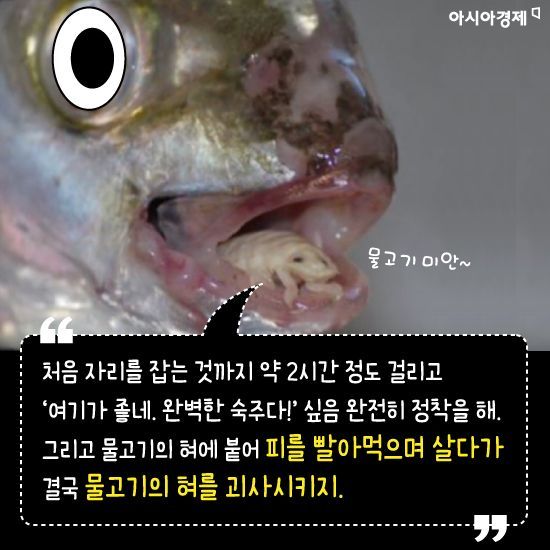 [카드뉴스]물고기 혀를 먹고 그 입 속에서 살아가는 동물의 정체는?