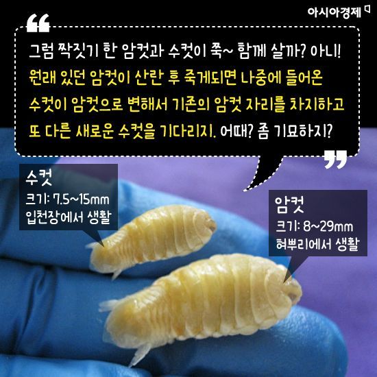 [카드뉴스]물고기 혀를 먹고 그 입 속에서 살아가는 동물의 정체는?