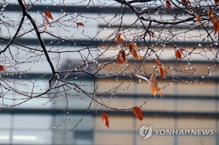 나뭇잎에 묻은 빗방울 / 사진 = 연합뉴스