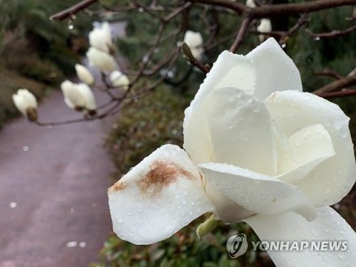 봄기운을 가져온 목련이 빗방울을 머금고 있다. / 사진 = 연합뉴스