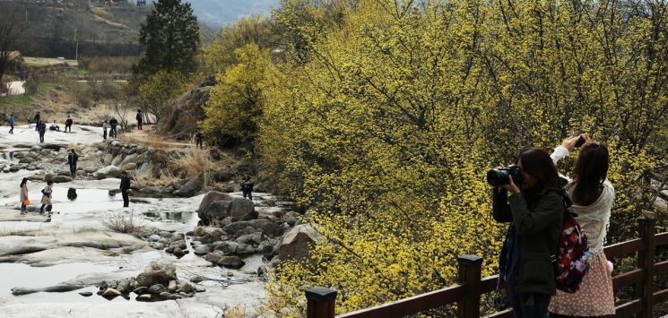 구례 노란 산수유 꽃 만개 ‘제20회 구례산수유꽃축제’ 16일 개막