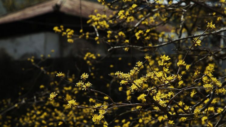구례 노란 산수유 꽃 만개 ‘제20회 구례산수유꽃축제’ 16일 개막