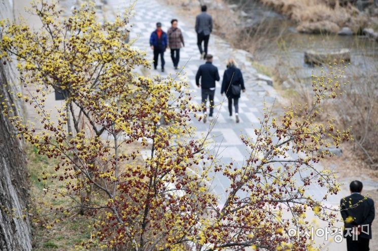 [포토]청계천에 찾아온 노란 봄