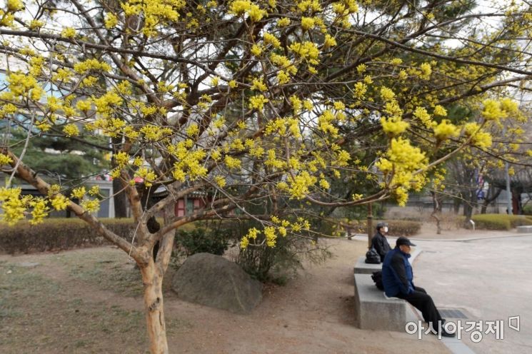 [포토]봄 알리는 노란 산수유 꽃