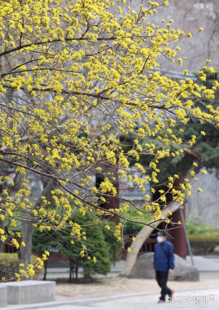 [포토]탑골공원에 찾아온 봄