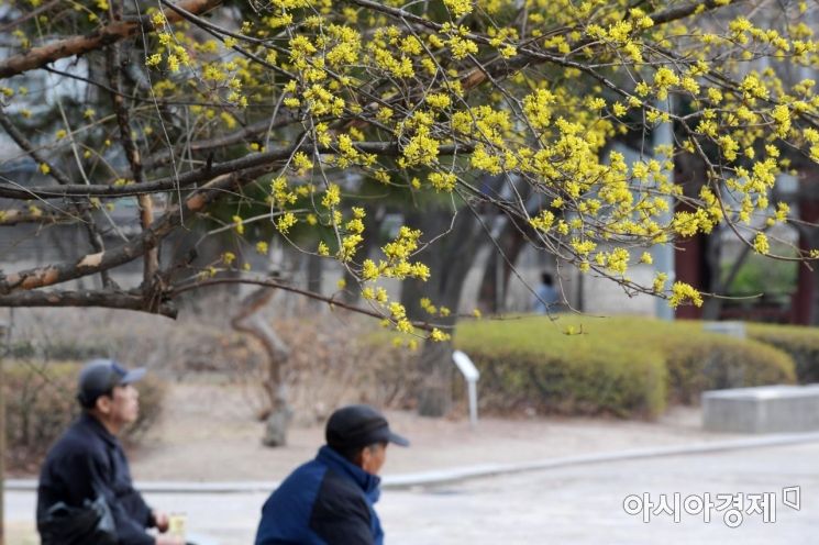 봄 날씨를 보인 11일 서울 종로구 탑골공원에서 어르신들이 산수유 꽃 아래 휴식을 취하고 있다. /문호남 기자 munonam@