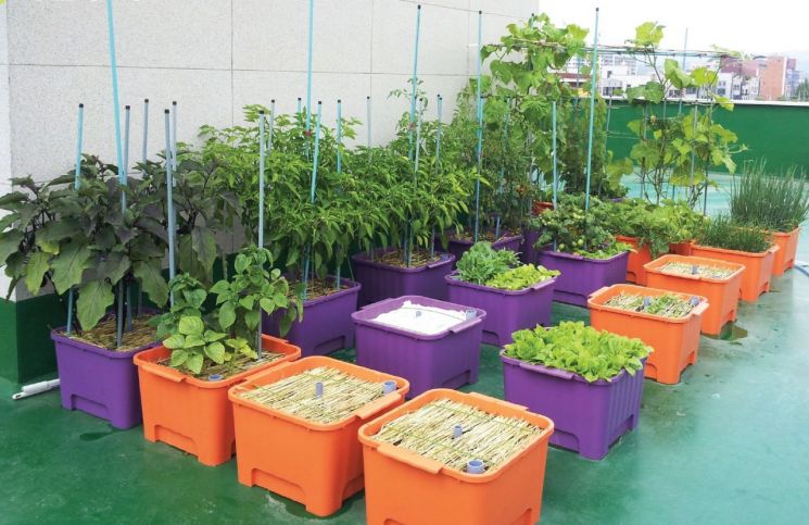 마포구, 상자텃밭 분양… 친환경 채소 가꾸는 도시농부 모집
