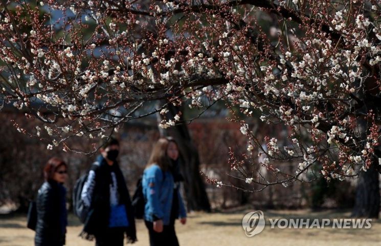 매실나무에 핀 꽃이 봄을 알리고 있다. / 사진 = 연합뉴스