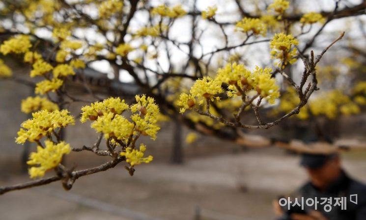 [포토] 경복궁의 봄날