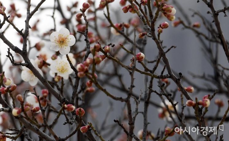 [포토] 꽃망울 터트리기 시작한 경복궁의 매화