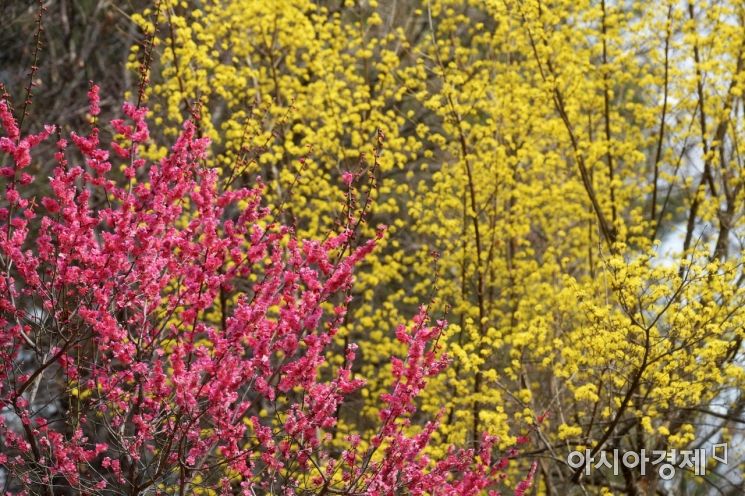[포토]'빨갛거나 노랗거나'