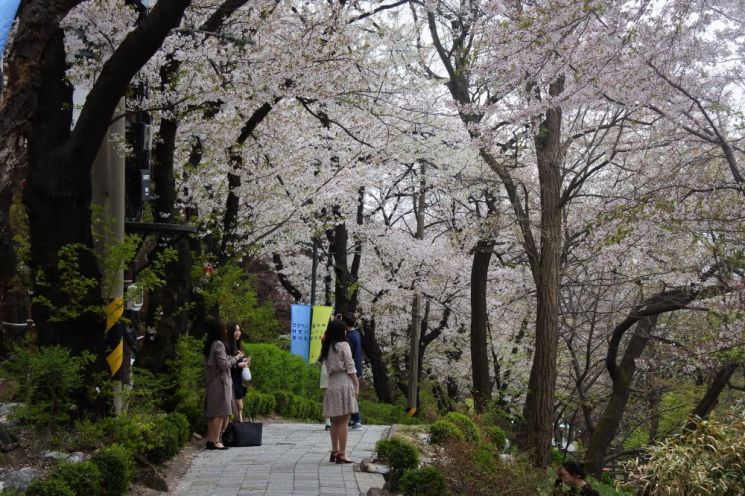 매년 20만명 찾는 경기도 '봄꽃축제' 지난해 이어 올해도 취소