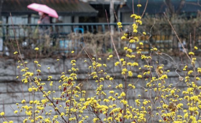 [날씨]꽃샘추위 기승…출근길 체감온도 영하권