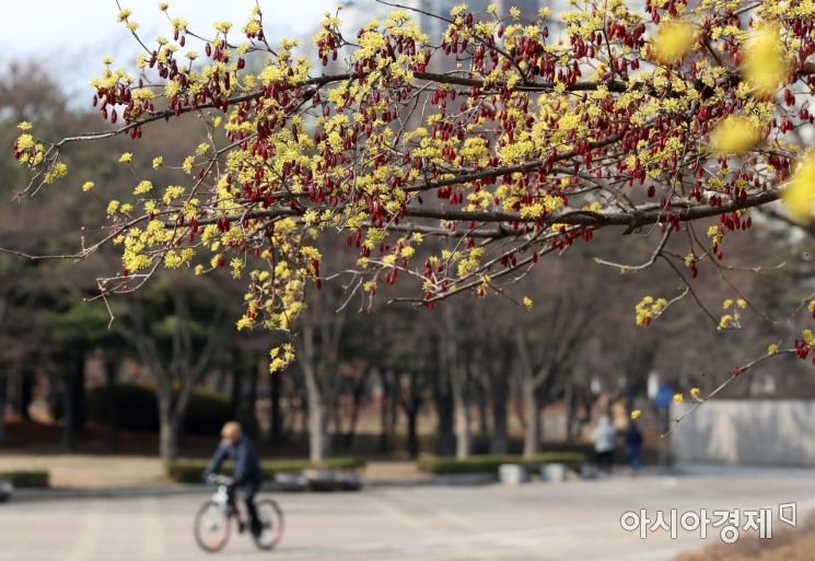 [포토] 노란 산수유와 붉은 열매