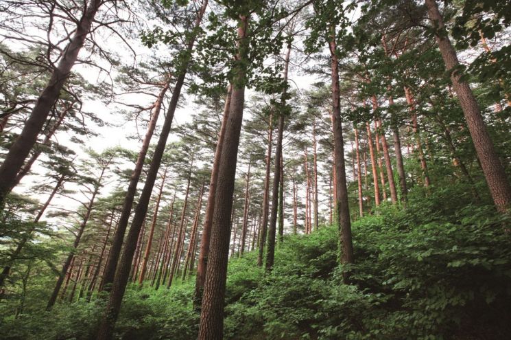 대관령 소나무 숲 전경. 이 숲은 100년 남짓한 역사를 간직, 통직하게 뻗어난 나무들로 장관을 이룬다. 산림청 제공
