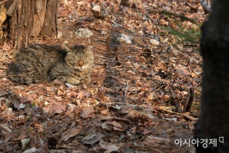 [포토]'왜 이렇게 졸리냥'