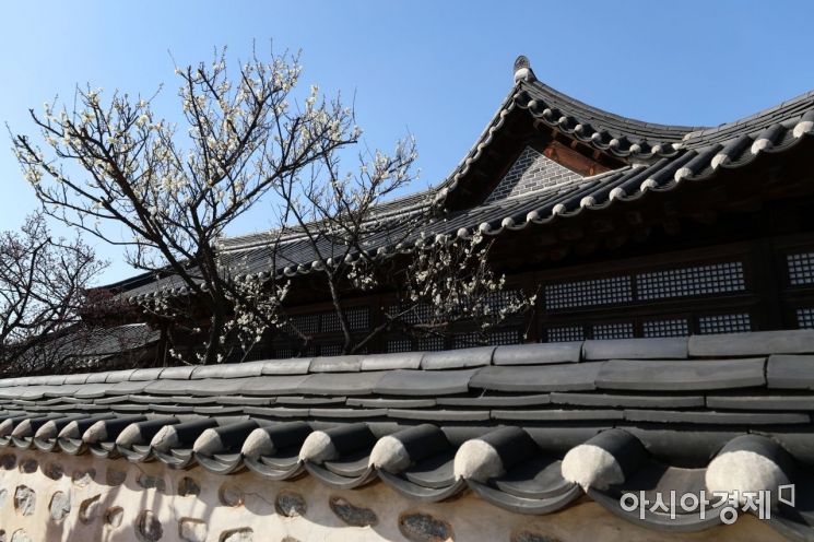 [포토]담장 너머 매화