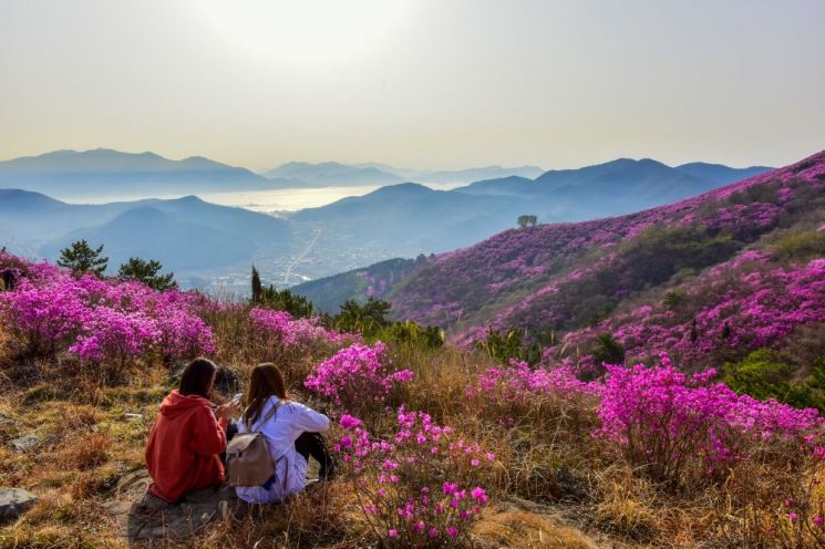  ‘주말 꽃구경, 나는 여수로 간다’…영취산 진달래 축제
